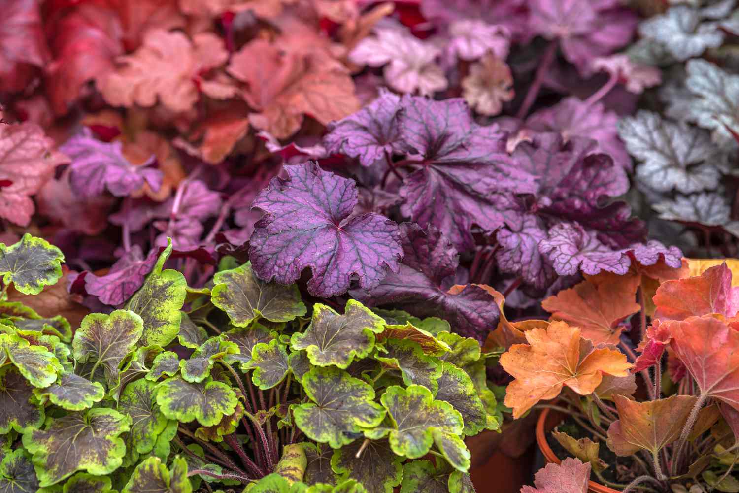 Coralbell Leaves