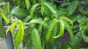 peach foliage