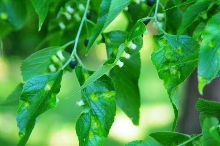 Hackberry foliage with nipple galls