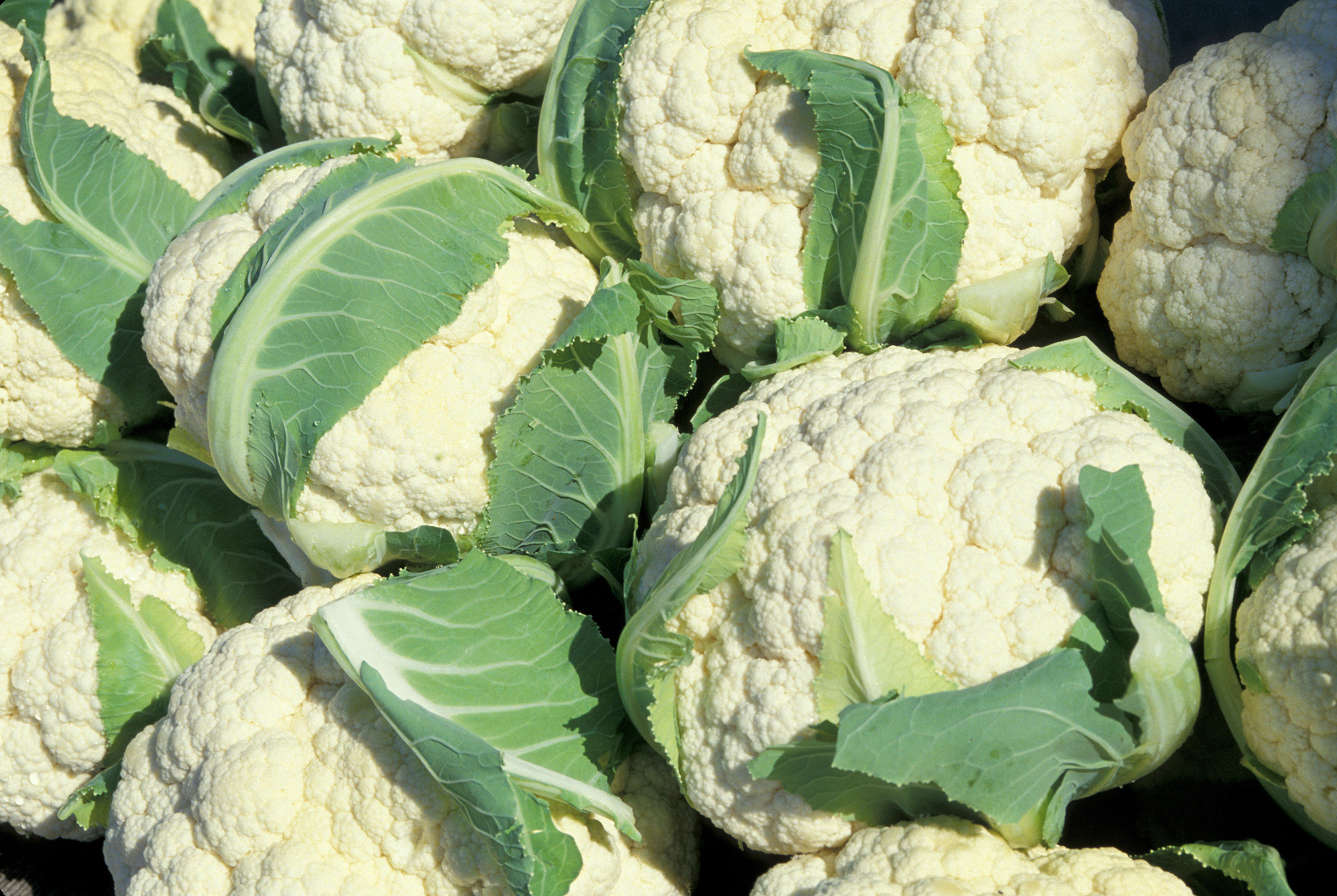 Cauliflower Heads