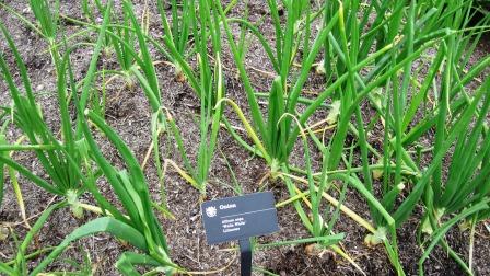 Onion plants
